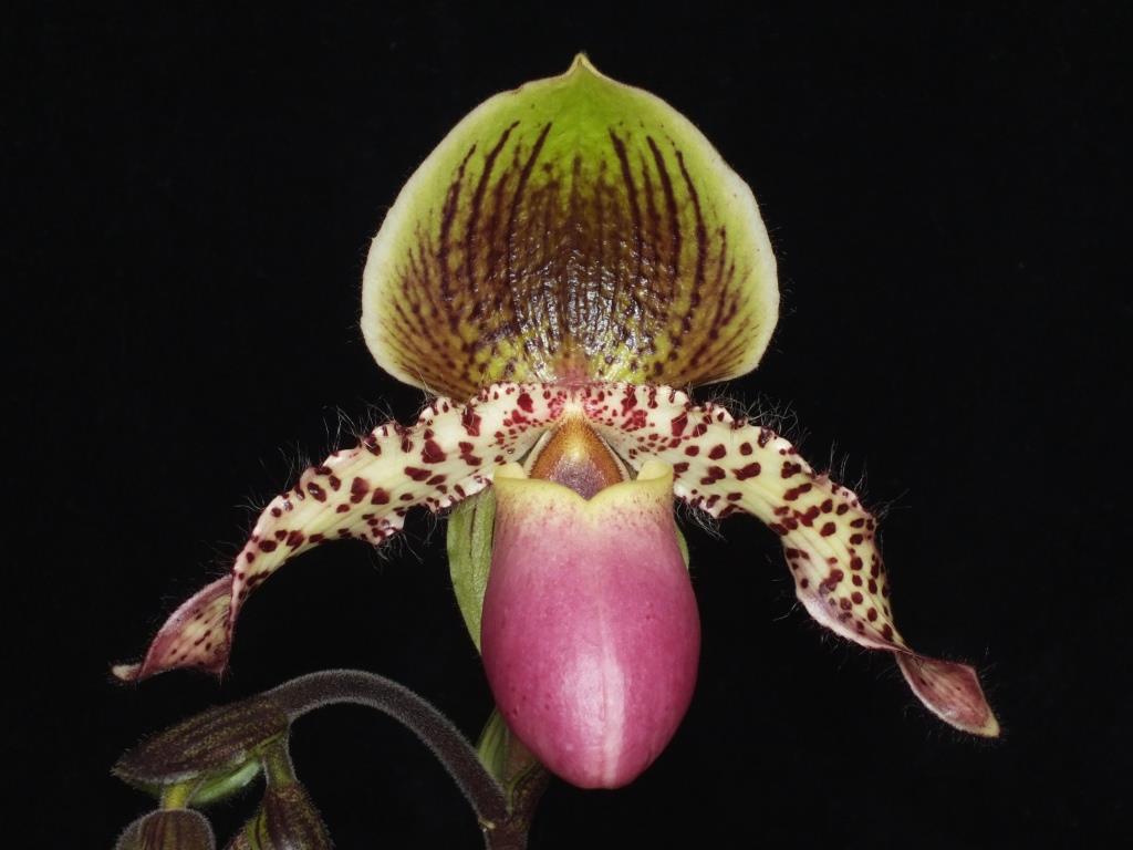 Paphiopedilum Yongala - AM/AOC