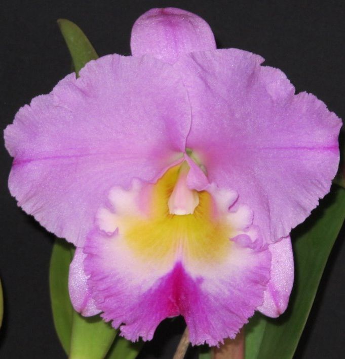 Rhyncholaeliocattleya Paradise Supreme - AM/AOC