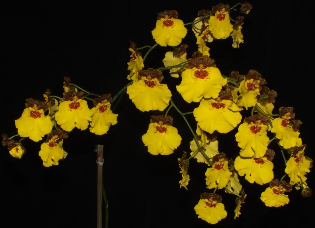 Oncostele Kulnura Triumph - photo 2