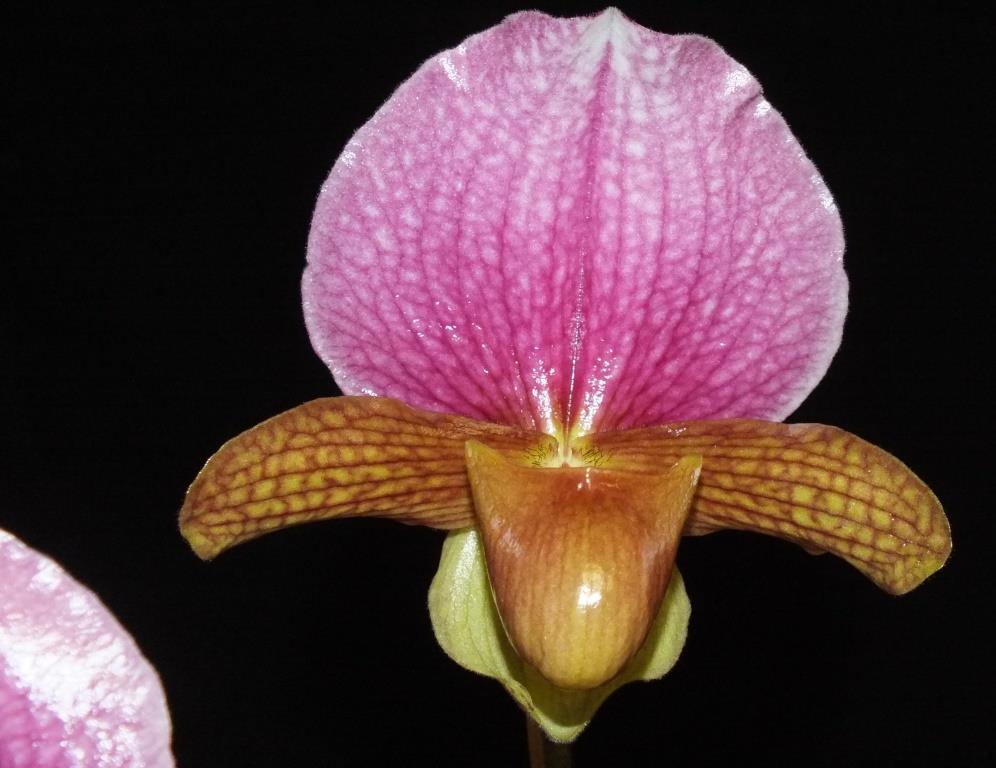 Paphiopedilum charlesworthii - AM/AOC