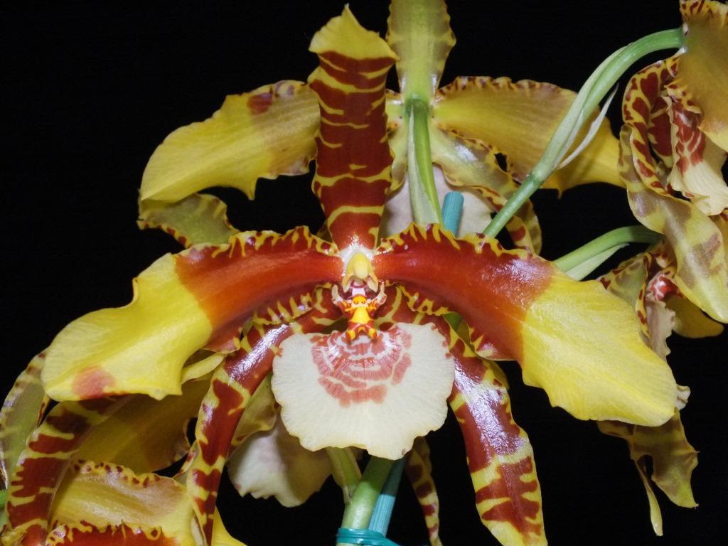 Rossioglossum grande