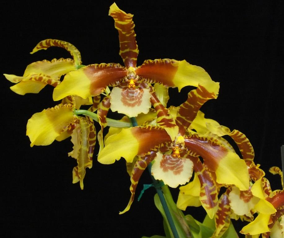 Rossioglossum grande - photo 2