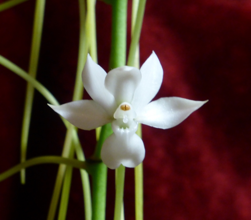 Aerangis ellisii - AM/AOC