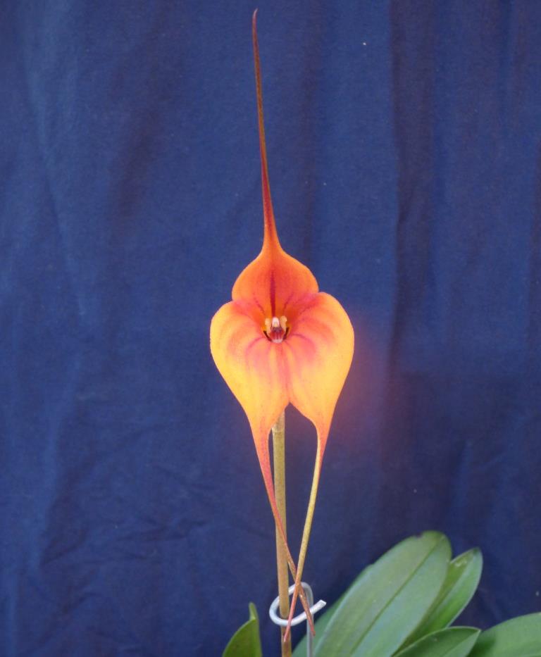 Masd Eye Of The Tiger