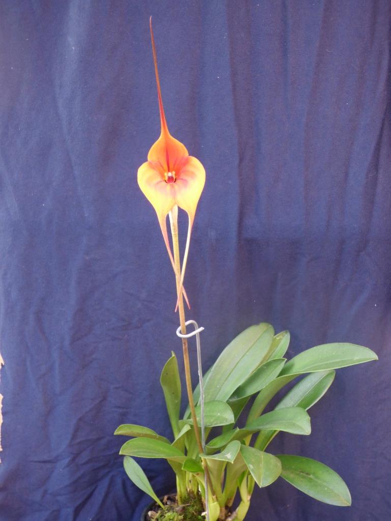 Masdevallia Eye of the Tiger - photo 2