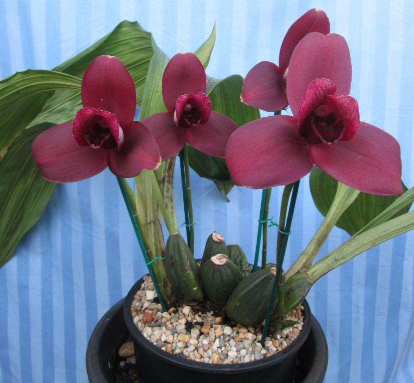 Lycaste Jackpot - photo 2