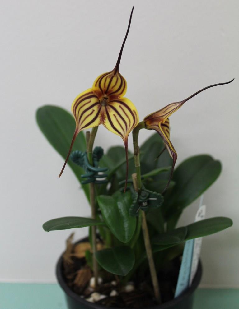 Masdevallia Ada's Leopard - photo 2