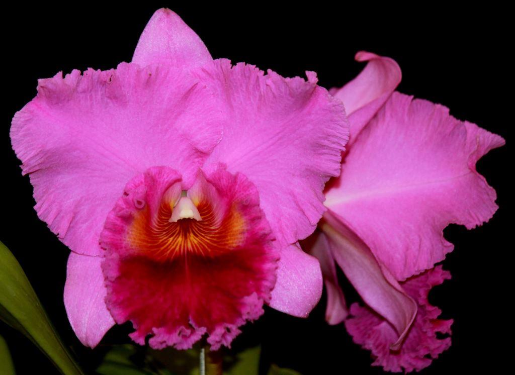 Rlc Memoria Warren Jones