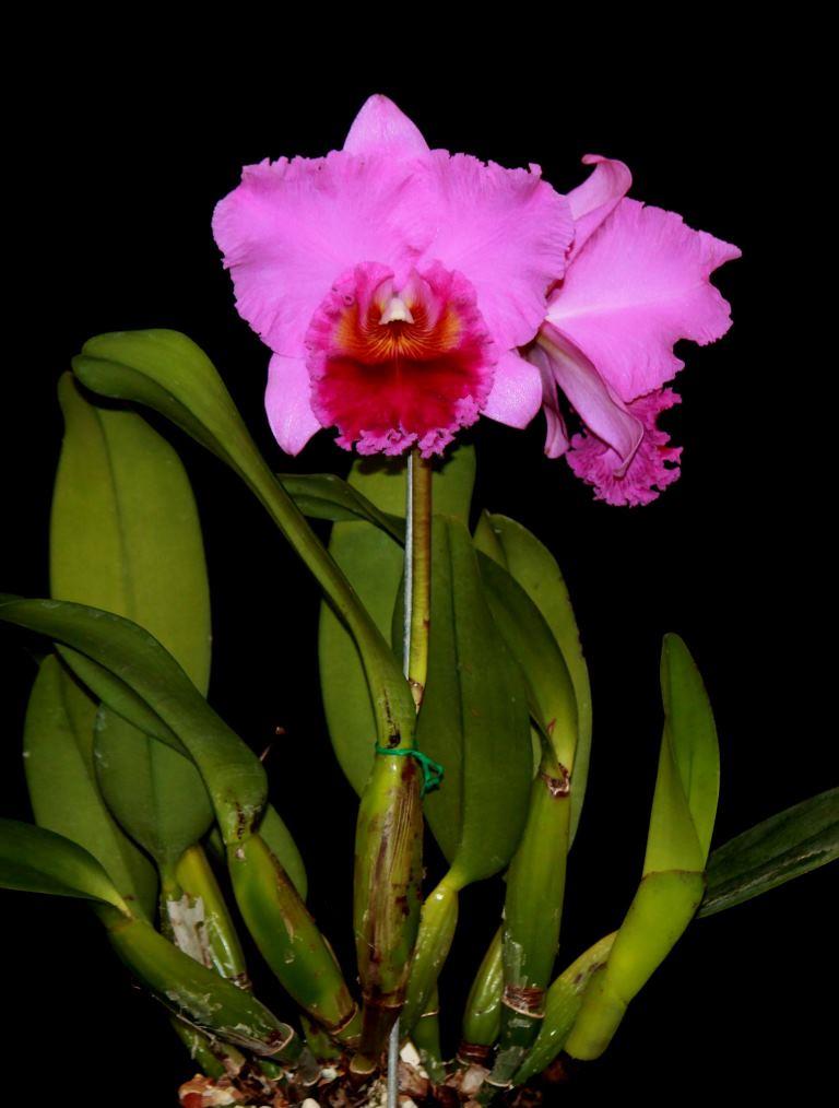Rhyncholaeliocattleya Memoria Warren Jones - photo 2