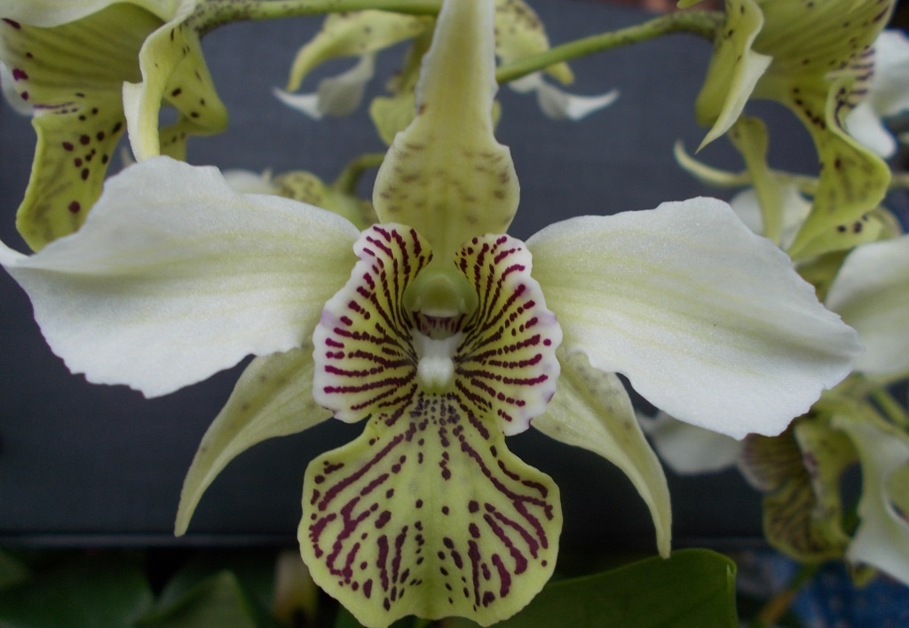 Dendrobium Rosie's Delight - HCC/AOC