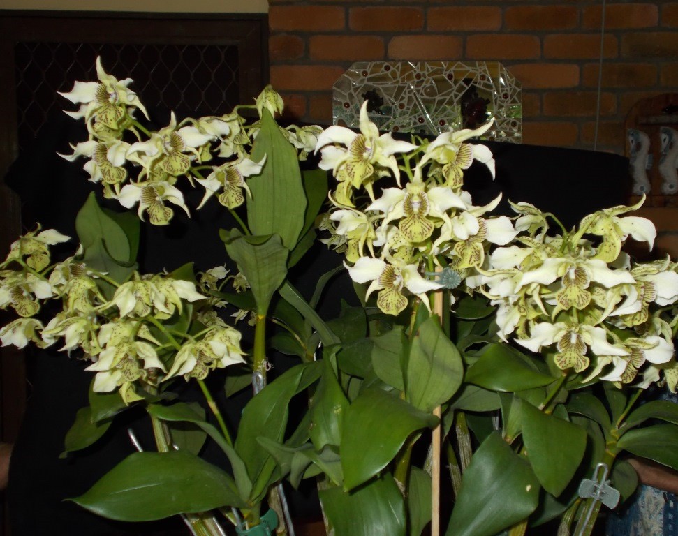 Dendrobium Rosie's Delight - photo 2