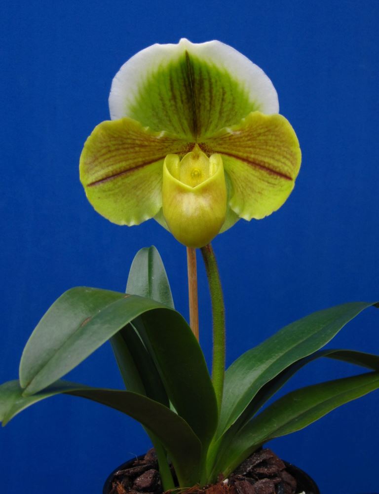 Paphiopedilum New Globe - photo 2