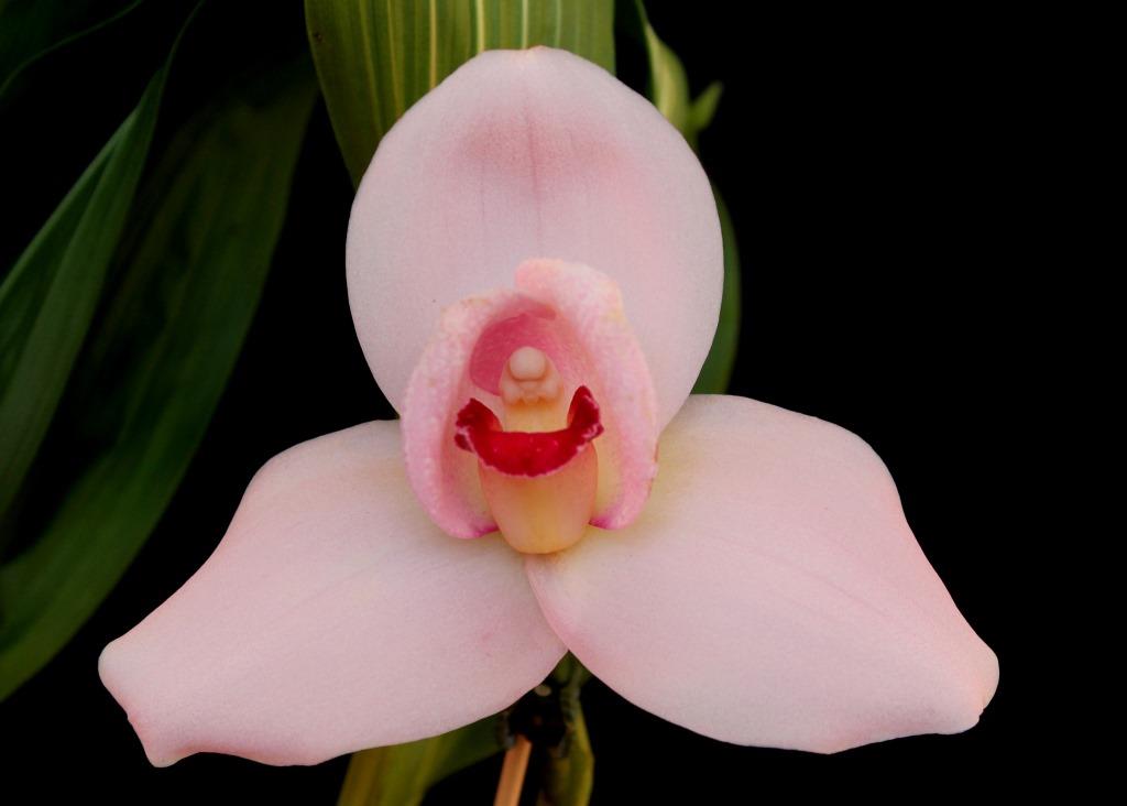 Lycaste Shoalhaven - HCC/AOC