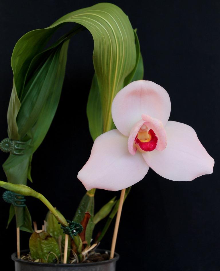 Lycaste Shoalhaven - photo 2