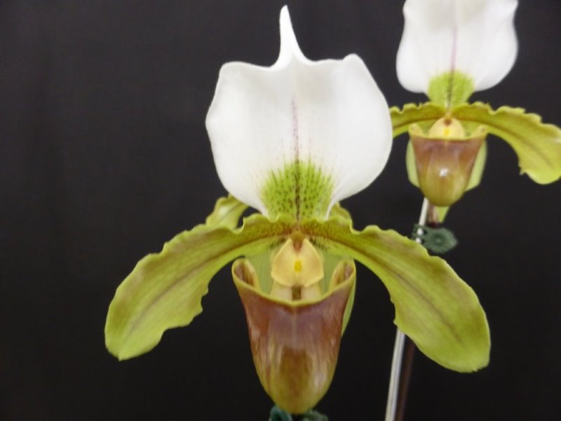 Paphiopedilum Leeanum - HCC/AOC