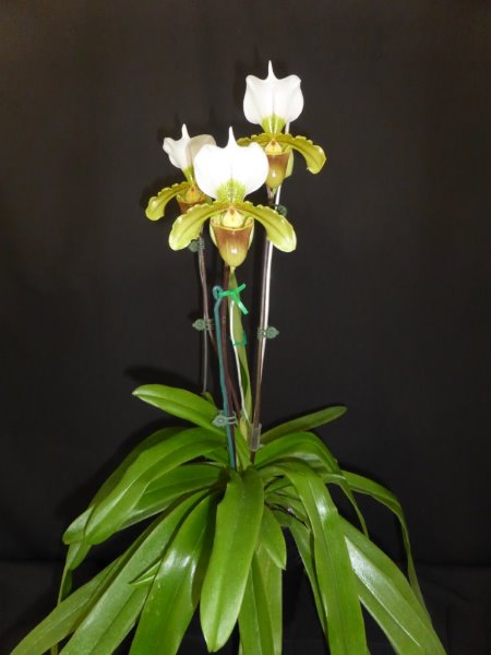 Paphiopedilum Leeanum - photo 2