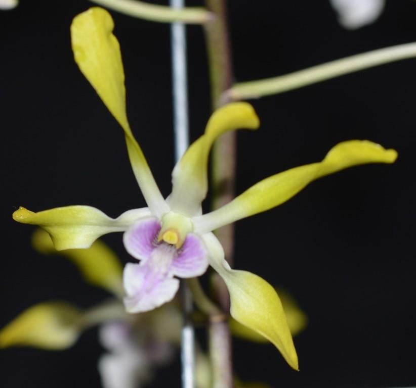 Dendrobium Fraser's Sulphur Dragon