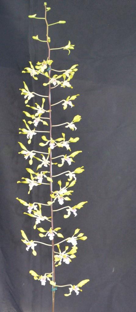 Dendrobium Fraser's Sulphur Dragon - photo 2