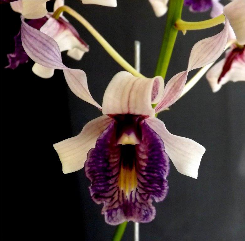 Dendrobium nindii - HCC/AOC