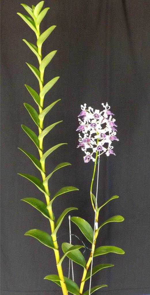 Dendrobium nindii - photo 2