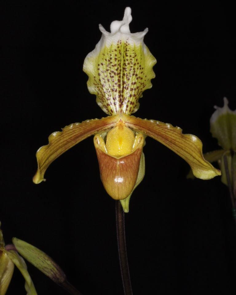 Paphiopedilum insigne