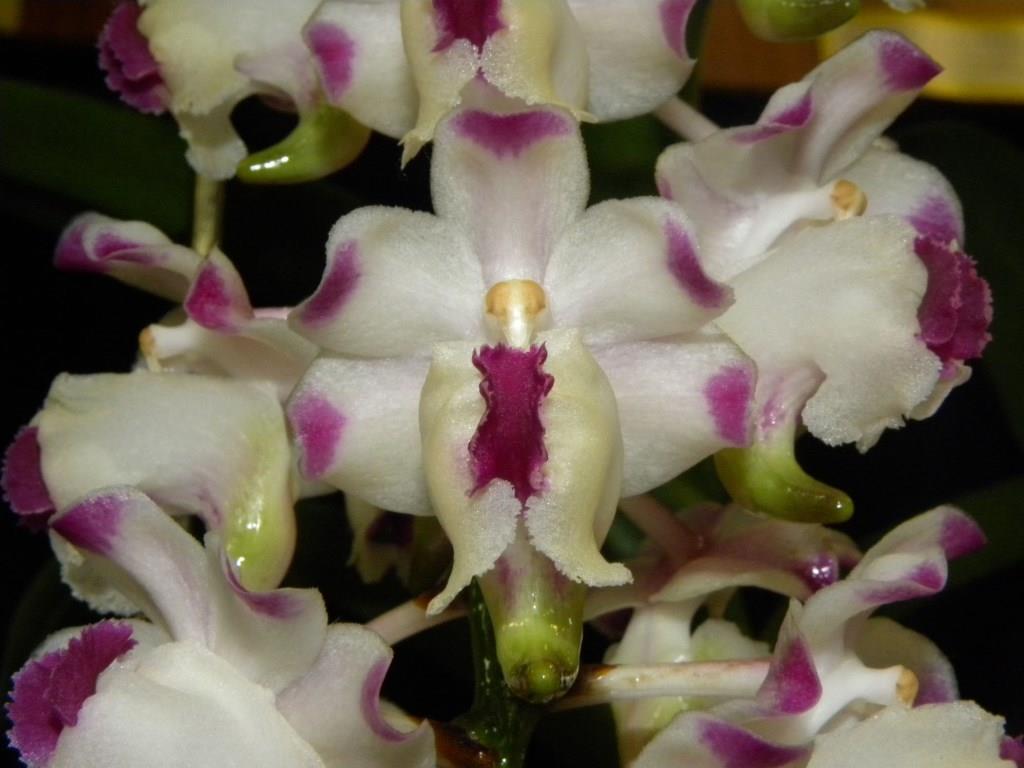 Aerides lawrenceae - AM/AOC