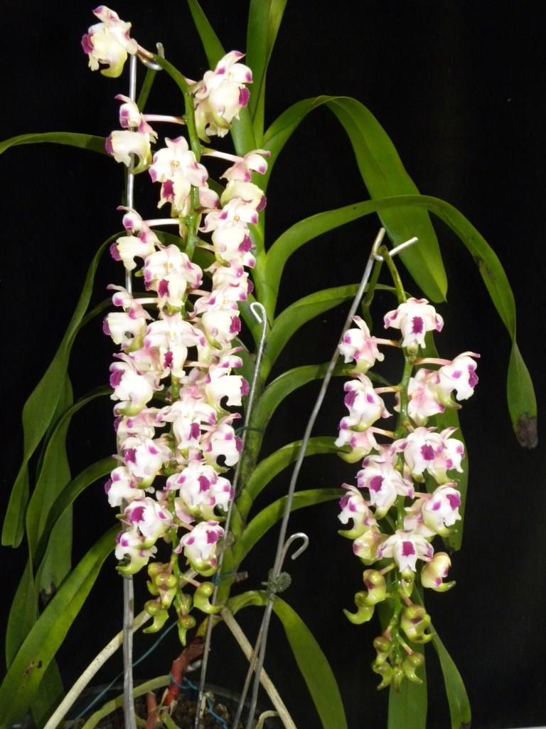 Aerides lawrenceae - photo 2
