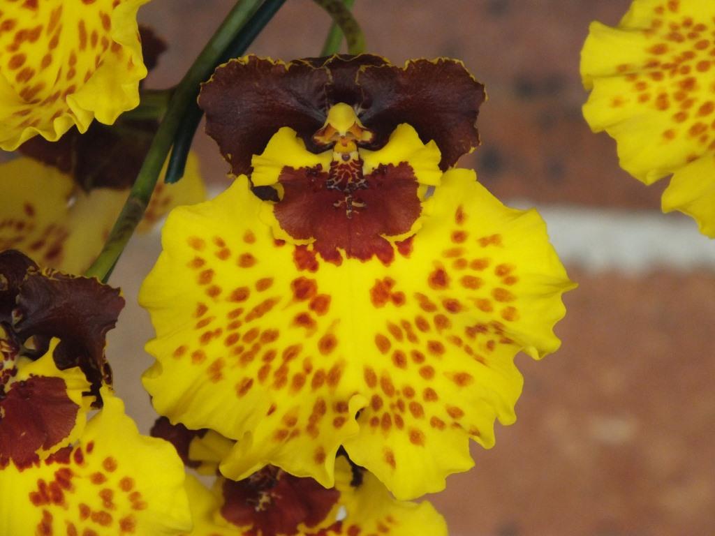 Oncsa Kulnura Delight