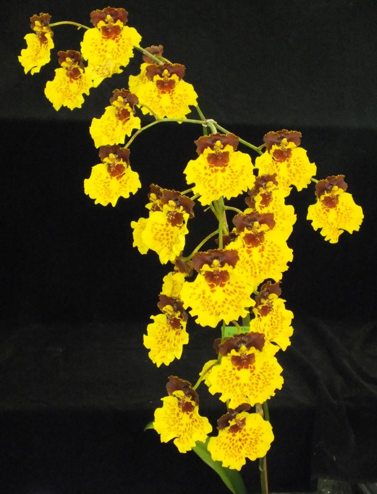 Oncostele Kulnura Delight - photo 2