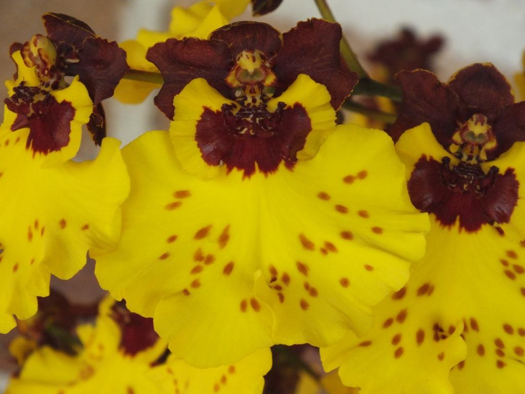 Oncsa Kulnura Delight