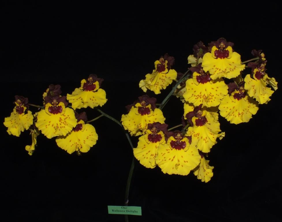 Oncostele Kulnura Delight - photo 2