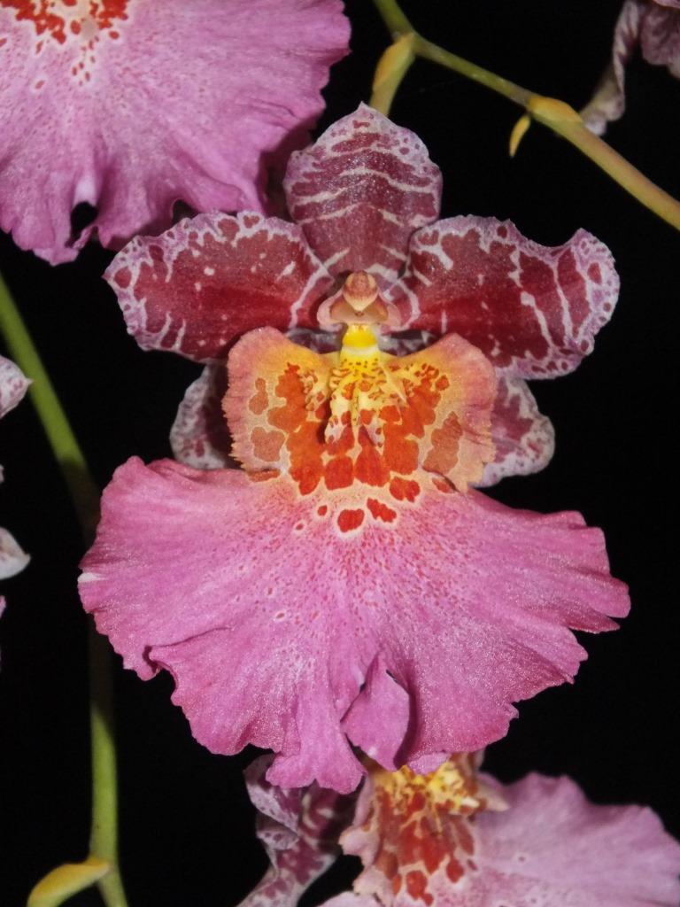 Gastidium Kulnura Calypso