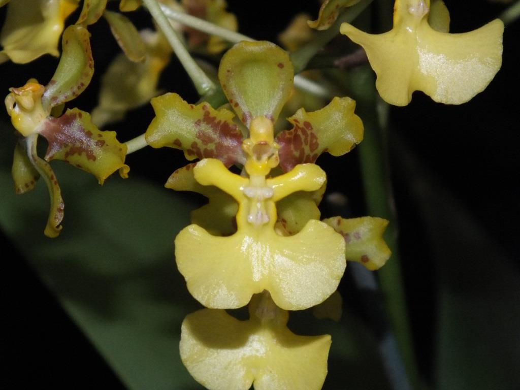 Trichocentrum bicallosum