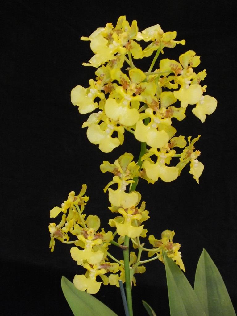 Trichocentrum bicallosum - photo 2