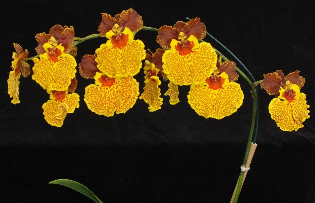 Oncsa Kulnura Delight