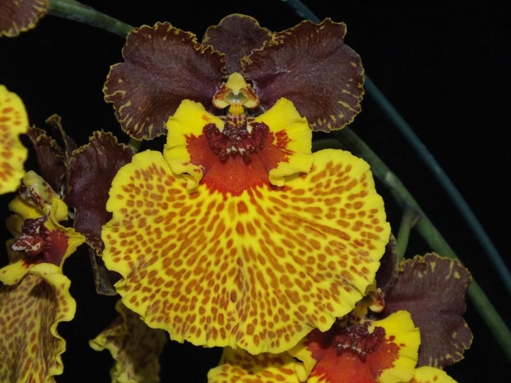 Oncostele Kulnura Delight - photo 2