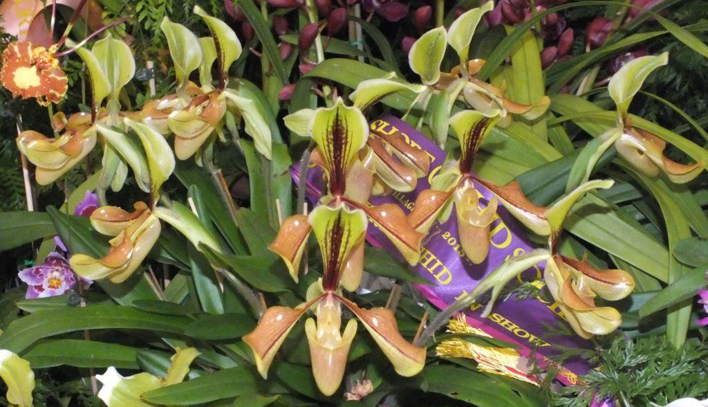 Paphiopedilum villosum var. villosum - photo 2