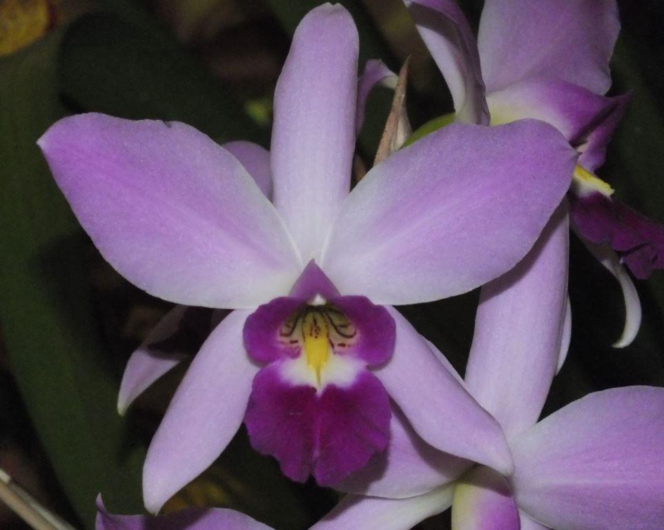 Laelia anceps