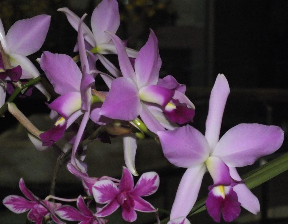 Laelia anceps subsp. anceps - photo 2