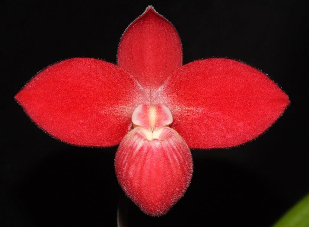 Phragmipedium Inca Fire 'Pop's Ruby'
