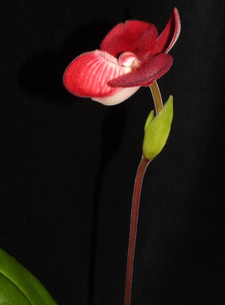 Phragmipedium Inca Fire 'Pop's Ruby' - photo 2