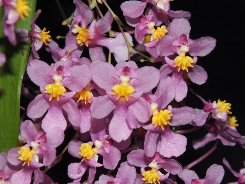 Oncidium sotoanum subsp. papalosmum