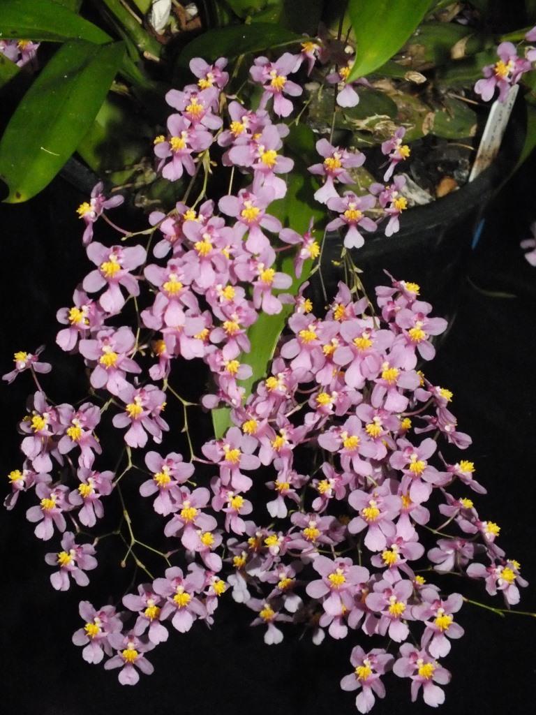 Oncidium sotoanum subsp. papalosmum - photo 2