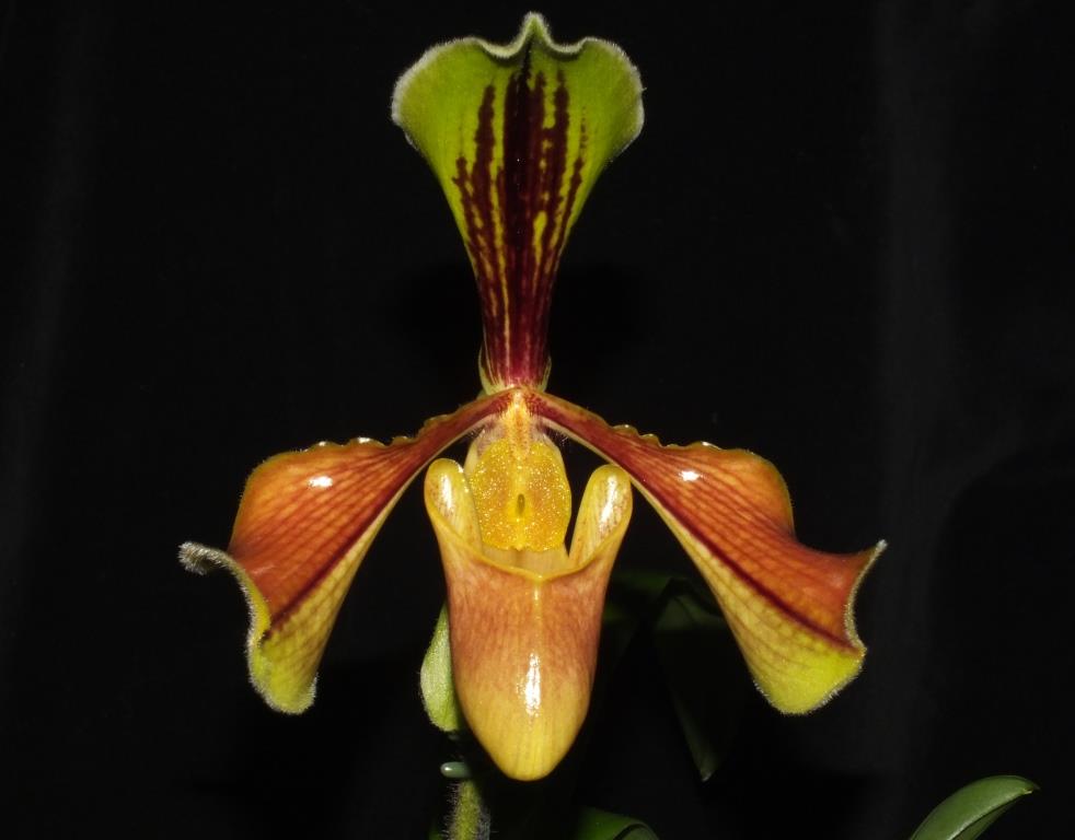 Paphiopedilum villosum