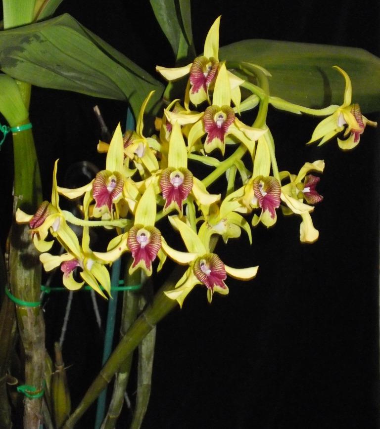 Dendrobium shiraishii - photo 2