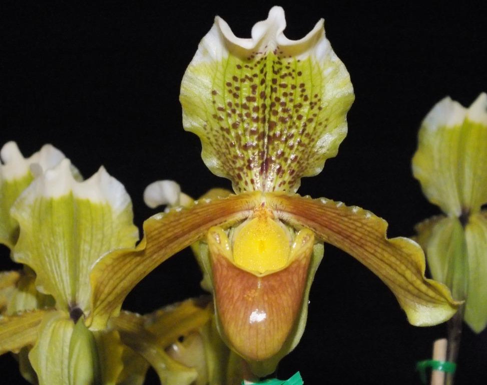 Paphiopedilum insigne - AM/AOC