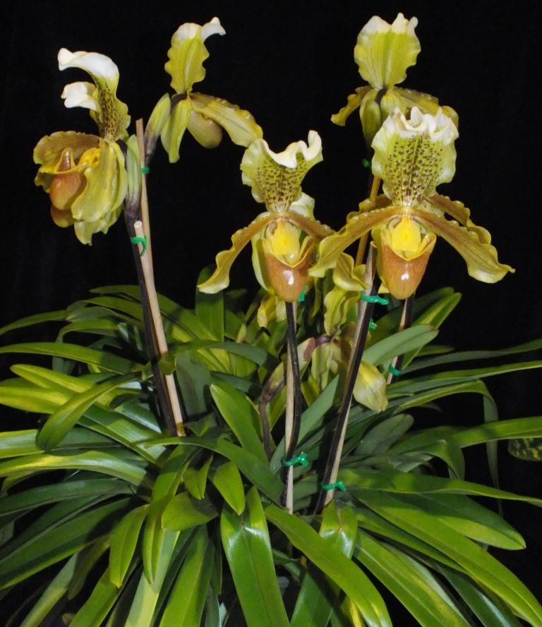 Paphiopedilum insigne - photo 2
