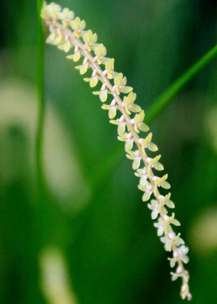 Coelogyne tenella - photo 2