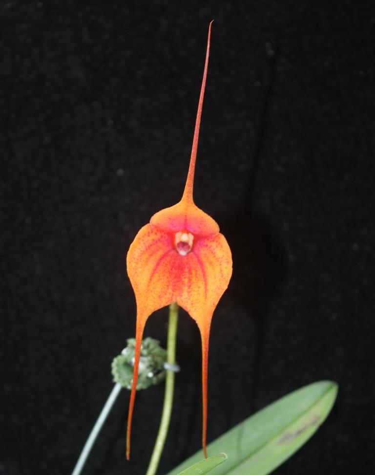 Masdevallia Latin Touch - AM/AOC