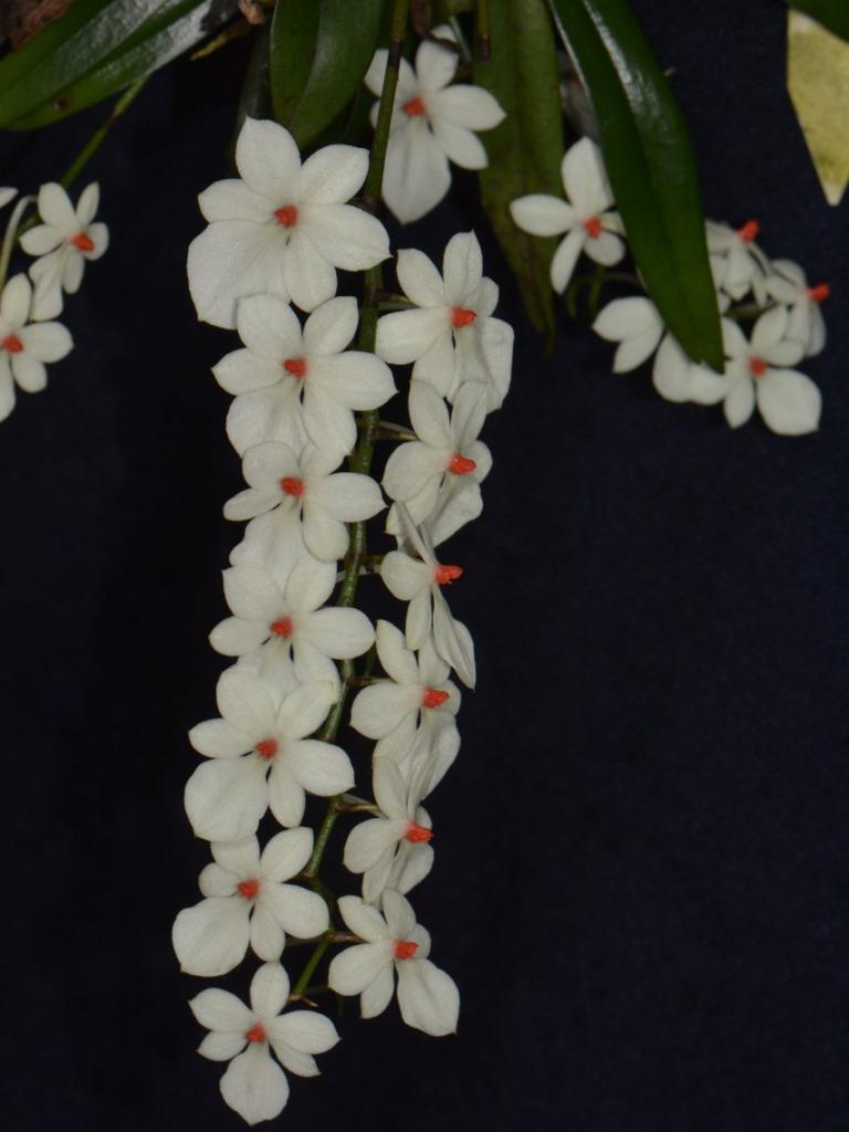 Aerangis rhodustrica